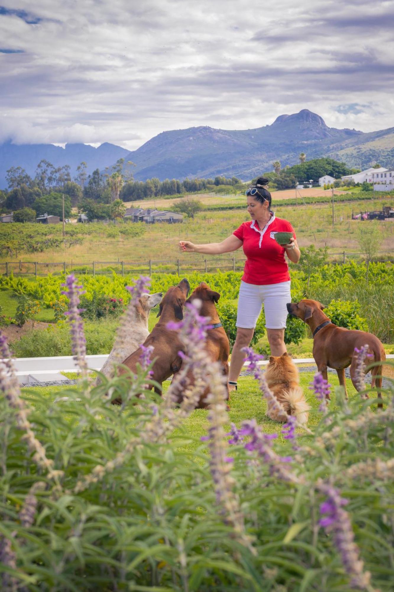 Tempel Wines Hotel Paarl Exterior photo